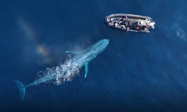 Bạn có thể chiêm ngưỡng cá voi xanh ở ngoài khơi Trincomalee, Sri Lanka, từ tháng 3 đến tháng 4, hoặc ở miền tây Australia từ tháng 5 đến tháng 12