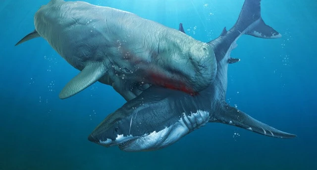 Chúng sống cùng thời với Megalodon, loài cá mập khổng lồ, và có khả năng săn mồi theo đàn, làm cho chúng trở thành cơn ác mộng của Megalodon.