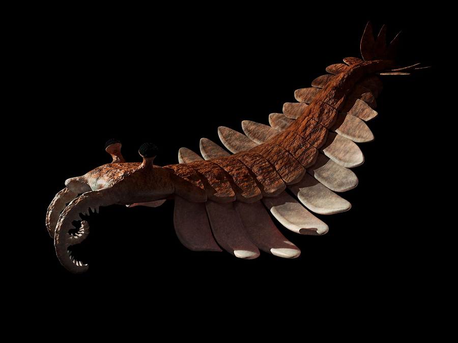 2. Anomalocaris: Loài tôm kỳ lạ sống cách đây khoảng 530 triệu năm. Chúng được coi là loài săn mồi đáng sợ với đôi mắt cuống to và chi trước lớn để bắt mồi nhanh chóng.