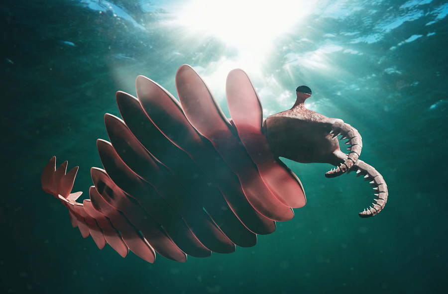 Kích thước cơ thể của Anomalocaris có thể đạt tới hơn 2 mét, đáng kinh ngạc so với các loài động vật khác cùng thời.