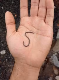 Rắn giun được tìm thấy rộng rãi tại nhiều nơi trên thế giới, từ các vùng cận nhiệt đới như châu Phi, Trung Đông, châu Á cho đến khu vực ôn hòa như châu Âu và châu Mỹ.