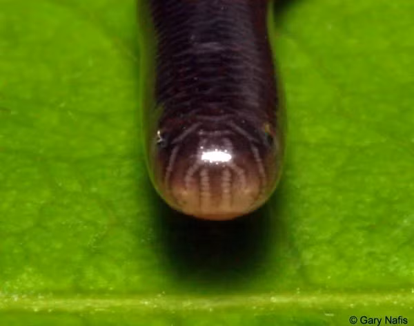 Mặc dù kích thước nhỏ bé, rắn giun vẫn khiến nhiều người kinh sợ do những đồn đại về độc tính của chúng. Tuy nhiên, sự thật là chúng không có độc tố và không thể gây hại cho con người.