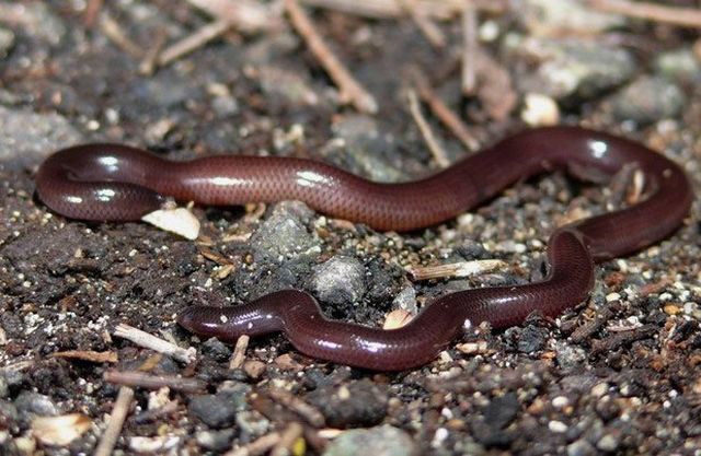 Chúng thường sống dưới đất ẩm, gần tổ kiến, tổ mối và ưa thích nơi có khí hậu ôn hòa.