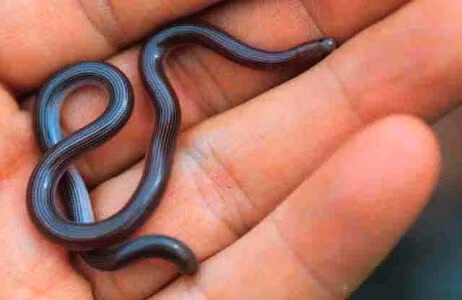 Ở Việt Nam, chúng có thể được tìm thấy từ miền Bắc đến miền Nam, thậm chí cả tại các thành phố lớn như Hà Nội và TP Hồ Chí Minh.