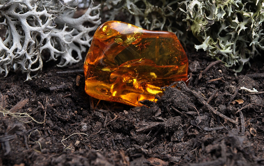 Với sự hiện diện của hổ phách, ngôi làng trở nên sôi động hơn bao giờ hết. Mọi người từ già, trẻ, giàu, nghèo đều tham gia đào bới hổ phách. Thương lái cũng đổ về ngôi làng để mua hổ phách với giá cao.