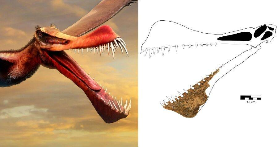 Thapunngaka shawi có khả năng săn động vật và có chiếc miệng hình ngọn giáo, tuy nhiên, nó cũng ăn cá biển.