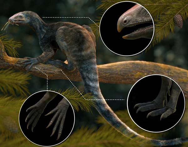 Venetoraptor gassenae có phần thân và đuôi giống khủng long, đôi chân dài và linh hoạt hơn, tay có khả năng leo cây linh hoạt như khỉ. Móng vuốt sắc nhọn của nó kết hợp với cái mỏ đáng sợ khi săn mồi.