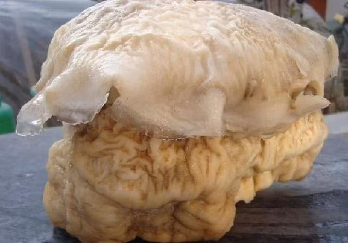 Giá của linh chi Thái Tuế trên thị trường quốc tế là 39.000 USD/g (hơn 866 triệu đồng). Linh chi Thái Tuế mà ông Chu tìm thấy có trọng lượng 10 kg, như vậy giá trị của nó phải lên tới tỷ đô.