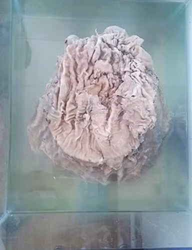 Theo các chuyên gia của Học viện Đông y Thiên Tân, loài linh chi này chứa Polysaccharides, protein, chất béo, nhiều loại axit amin cũng như các nguyên tố giàu dinh dưỡng khác. Đặc biệt, chúng có khả năng phòng chống ung thư mạnh.