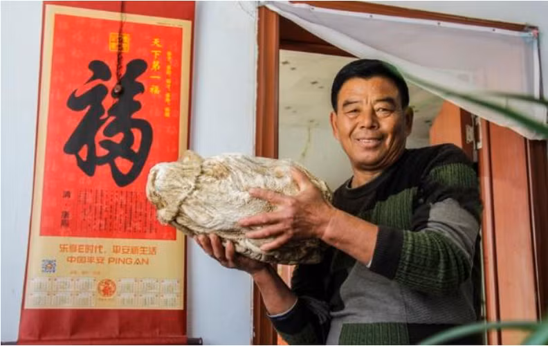 Người đàn ông tên Chu, một nông dân ở Liêu Ninh, Trung Quốc, đã tình cờ phát hiện một tảng đá kỳ lạ trong quá trình đào đất để sửa nhà. Tảng đá này có vẻ ngoài cứng, màu nâu trắng và bề mặt có nhiều nếp nhăn, đồng thời cảm giác đàn hồi khi ấn vào.