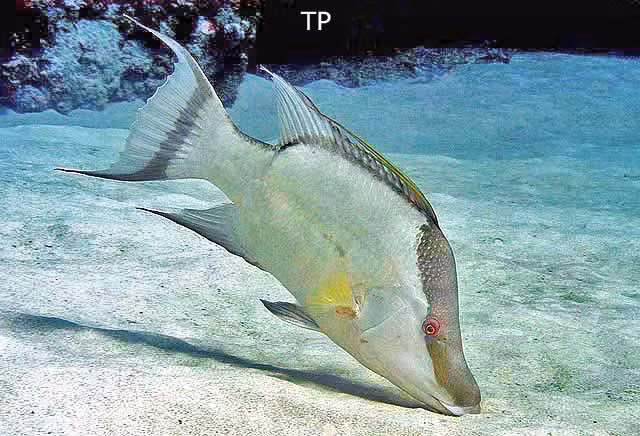 Nghiên cứu sử dụng kính hiển vi để xem xét cơ cấu da của cá mõm lợn và phát hiện rằng các cơ quan thụ cảm ánh sáng, được gọi là SWS1, nằm dưới tế bào sắc tố có thể tham gia vào quá trình thay đổi màu sắc.