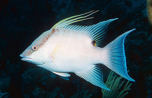 Tính năng này mang ý nghĩa quan trọng cho việc nghiên cứu hành vi và tiến hóa của loài cá này và cách mà các sinh vật có thể thích nghi với môi trường xung quanh thông qua khả năng thay đổi màu sắc của cơ thể.