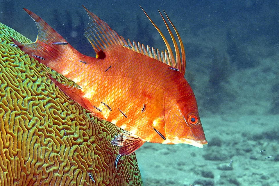 Cá mõm lợn sử dụng khả năng này để ngụy trang và trốn thoát khỏi kẻ săn mồi hoặc để giao tiếp với đồng loại. Điều thú vị là loài cá này tiếp tục ngụy trang bằng cách thay đổi màu da ngay cả sau khi chết.