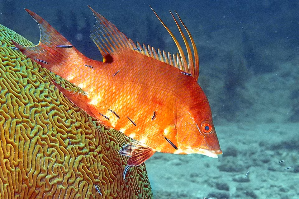 Cá mõm lợn sử dụng khả năng này để ngụy trang và trốn thoát khỏi kẻ săn mồi hoặc để giao tiếp với đồng loại. Điều thú vị là loài cá này tiếp tục ngụy trang bằng cách thay đổi màu da ngay cả sau khi chết.