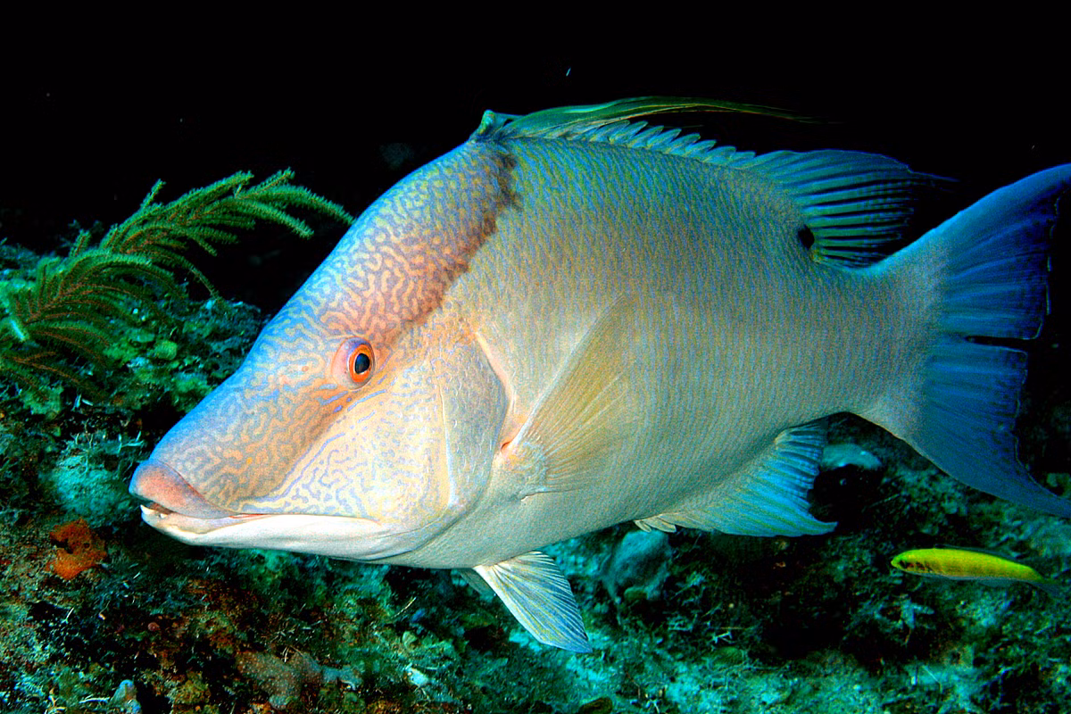 Cá mõm lợn là một loài cá sống ở rạn san hô ở vùng Đại Tây Dương. Loài cá này có khả năng thay đổi màu da dựa trên môi trường chúng bơi và thậm chí có thể tiếp tục ngụy trang ngay cả sau khi chết.