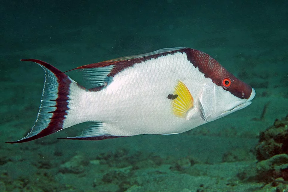 Các tế bào sắc tố trên da của cá mõm lợn chứa các sắc tố, tinh thể hoặc tấm phản chiếu nhỏ, giúp chúng thay đổi màu nhanh chóng trong vài phút hoặc ít hơn.