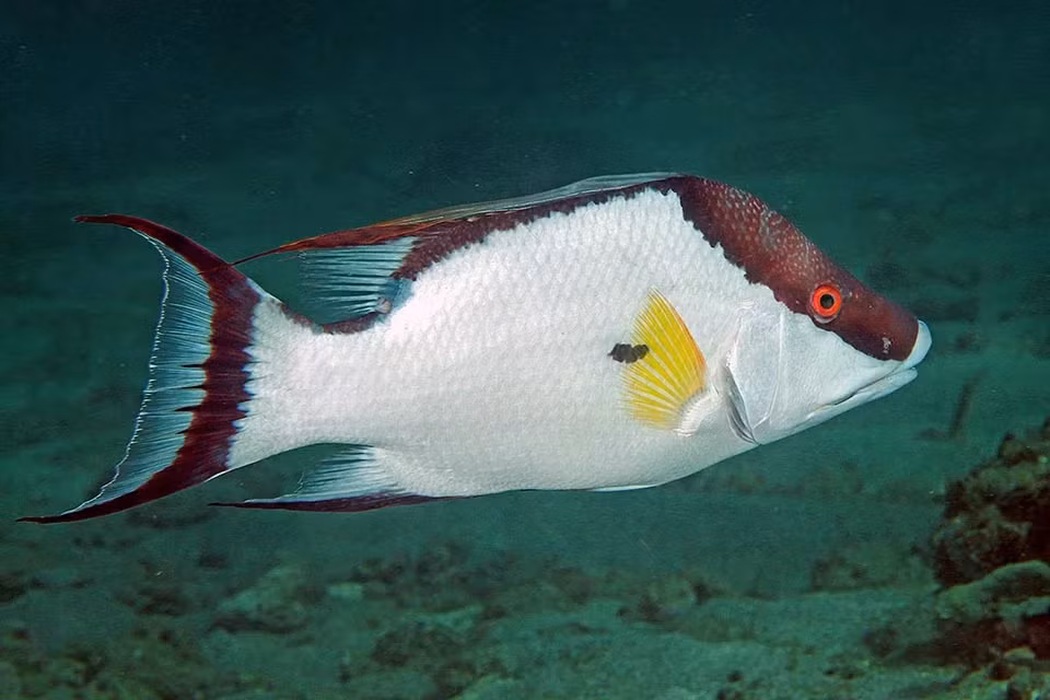 Các tế bào sắc tố trên da của cá mõm lợn chứa các sắc tố, tinh thể hoặc tấm phản chiếu nhỏ, giúp chúng thay đổi màu nhanh chóng trong vài phút hoặc ít hơn.