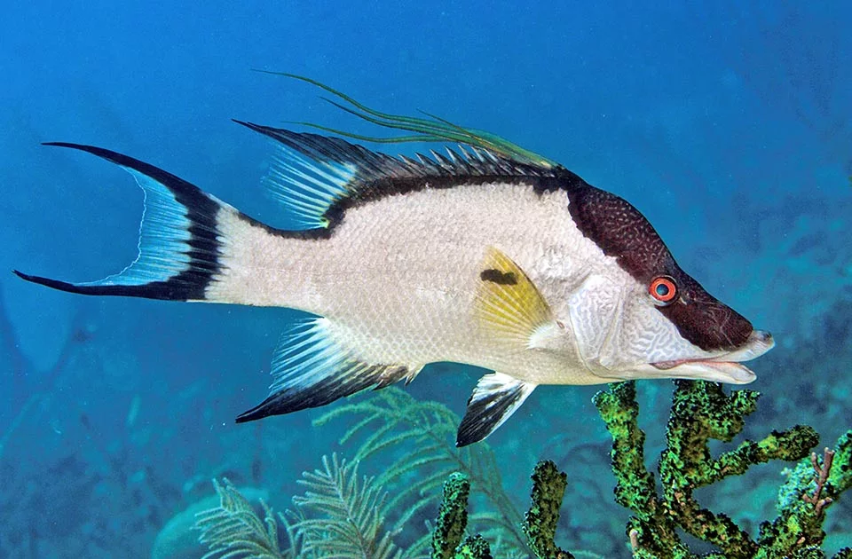 Những cơ quan này phản ứng với ánh sáng qua các màu sắc được biểu hiện bởi tế bào sắc tố, đặc biệt là bước sóng ánh sáng trong môi trường sống của chúng.