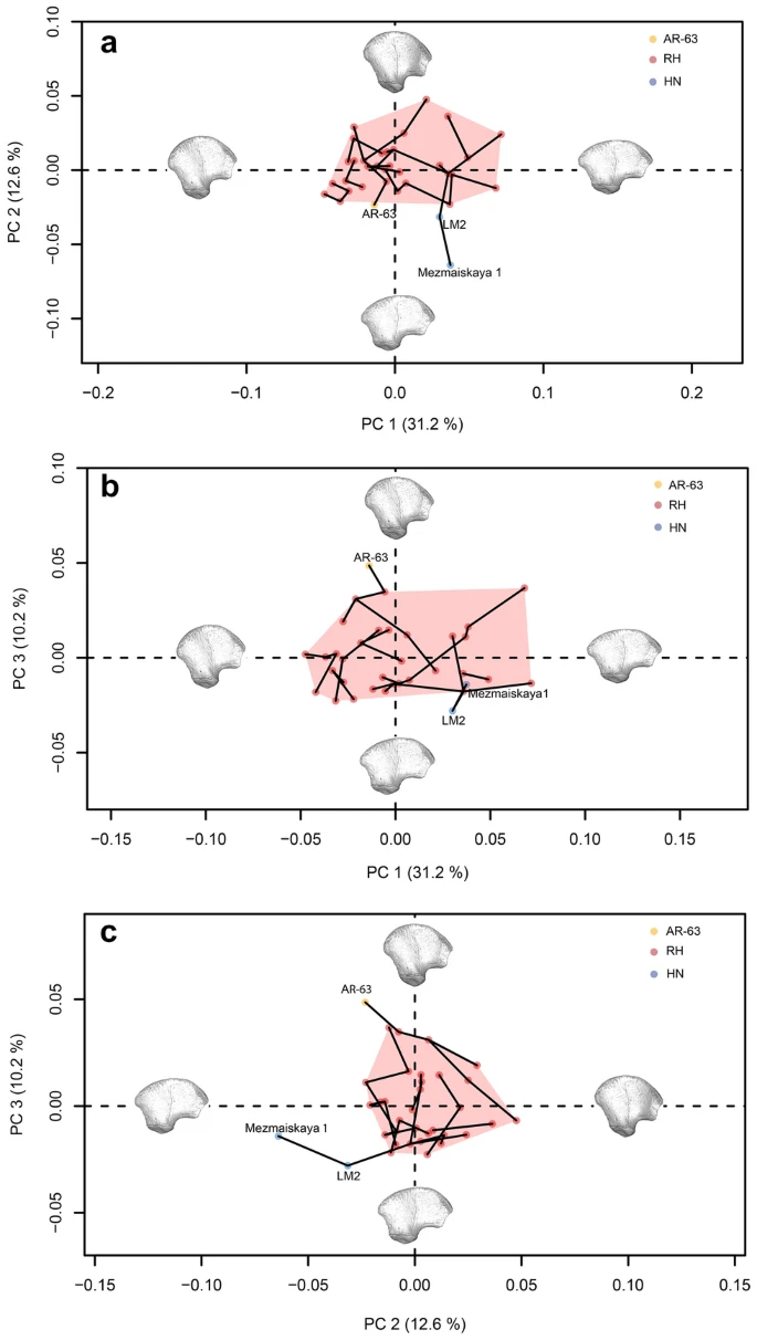 Có khả năng đứa trẻ trong mảnh xương là kết quả của một sự kết hợp giữa loài người hiện đại và loài khác, với người hiện đại chiếm phần lớn.