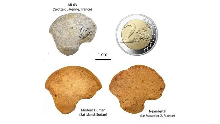 Trong khi mảnh xương có một số đặc điểm giống người hiện đại hơn là người Neanderthals, nó cũng có một số đặc điểm không hoàn toàn "hiện đại".