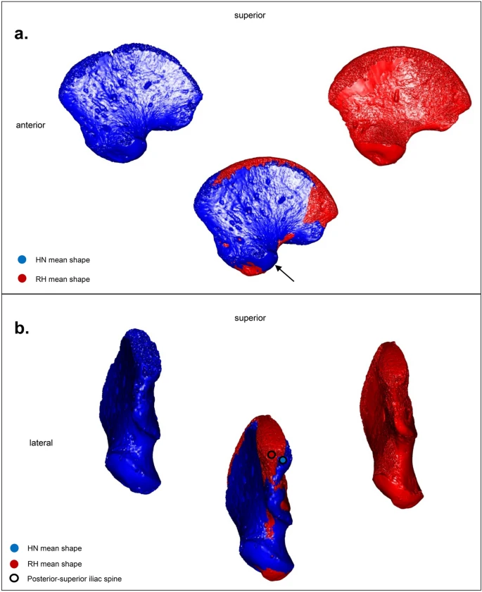 Trong quá khứ, hôn nhân dị chủng giữa các loài người đã phổ biến, và người Neanderthals cũng đã giao phối với người hiện đại.