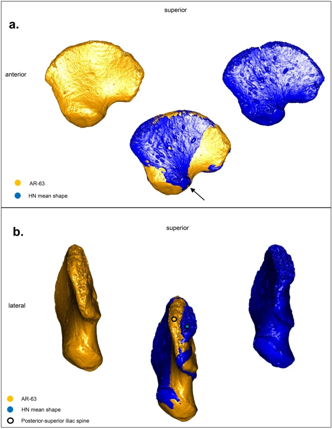 Phát hiện này cung cấp cơ hội để hiểu thêm về cách tồn tại của Homo sapiens và người Neanderthals trong cùng một khu vực, cách họ chia sẻ văn hóa và kỹ thuật, cũng như lý do dẫn đến sự tuyệt chủng của người Neanderthals.
