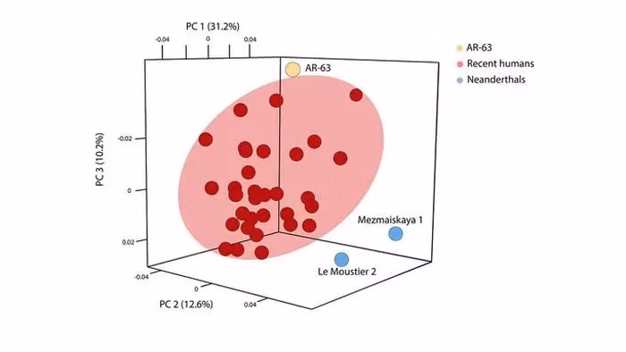 Nhóm nghiên cứu từ Đại học Bordeaux và Trung tâm Nghiên cứu khoa học quốc gia Pháp (CNRS) kết luận rằng đây có thể là một dòng dõi sơ khai của Homo sapiens với những đặc điểm cổ hơn.