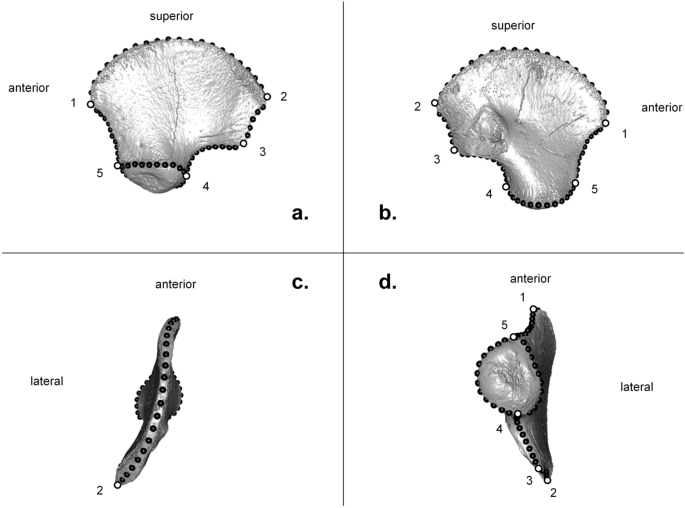 Có một cuộc tranh luận về xem xét liệu mảnh xương này thực sự là Homo sapiens hay không. Nhà khảo cổ Ludovic Silmak tại Đại học Tolouse (Pháp) cho rằng, đây có thể là bằng chứng mang tính đột phá về sự xâm nhập của người hiện đại vào thế giới của người Neanderthals.