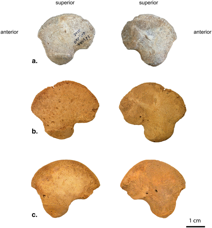  Hài cốt này không hoàn toàn giống người hiện đại, cũng không phải người Neanderthals - một loài người tiền sử. Hang động này thuộc khu vực Châtelperronian, nơi người Neanderthals đã sống khoảng từ 44.500 đến 41.000 năm trước.
