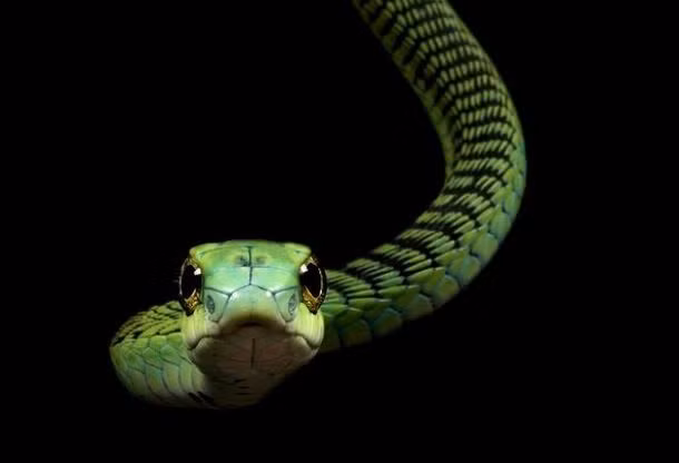 1. Rắn Boomslang: Loài rắn có tên khác là rắn cây xanh Nam Phi. Rắn này có màu xanh lá cây tươi sáng và cơ thể đẹp mắt. Khi bị đe dọa, chúng phồng cổ lên và lộ ra mảng da sáng giữa các lớp vảy.