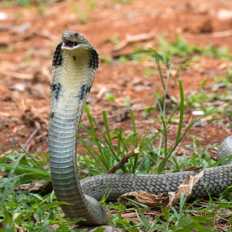 3. Rắn Hổ Mang Chúa: Loài rắn này có thị lực mạnh, có thể phát hiện người ở khoảng cách xa. Chúng có khả năng bành hai phần mang bên cạnh để tấn công.