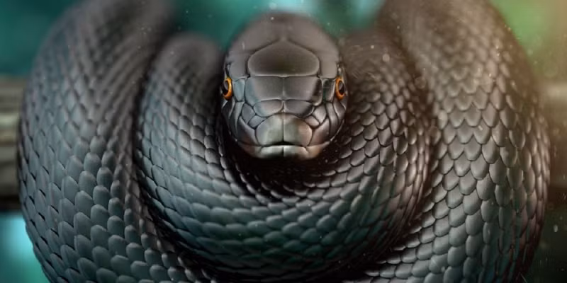 Nọc độc của chúng gây tê liệt và ảnh hưởng đến khả năng đông máu, có thể dẫn đến chảy máu và ngừng tim.