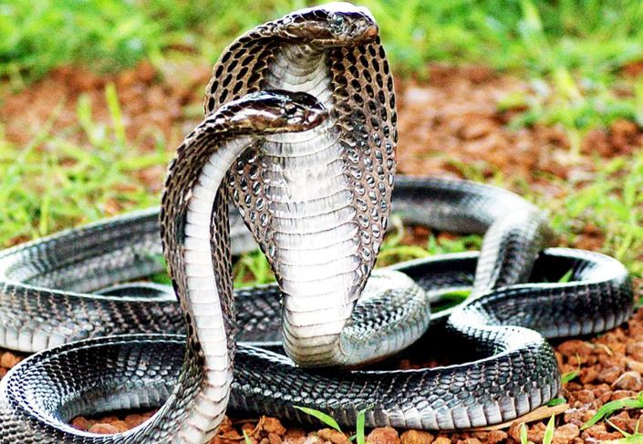 Mỗi vết cắn cung cấp lượng nọc độc lớn, có thể gây tử vong nhanh chóng.