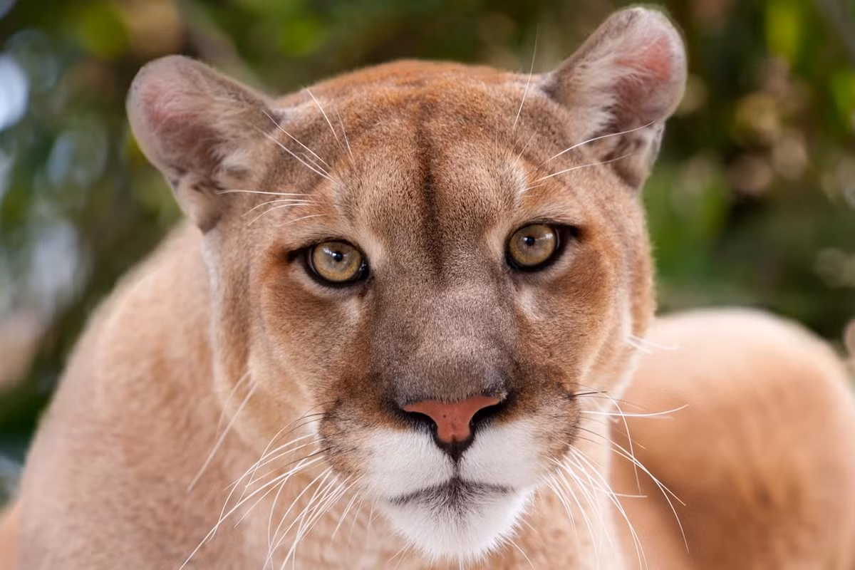 Loài mèo nâu này chủ yếu hoạt động về đêm và lúc chạng vạng, mặc dù chúng cũng được nhìn thấy vào ban ngày.