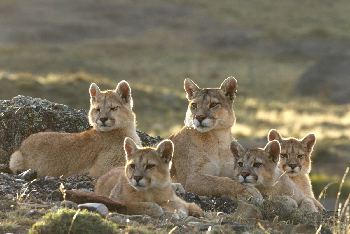 Phân bố từ vùng Yukon ở Canada đến miền Nam dãy núi Andes ở Nam Mỹ, báo sư tử (Puma concolor) là loài mèo hoang dã lớn thứ hai ở châu Mỹ, chỉ đứng sau báo đốm châu Mỹ.