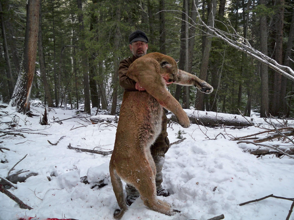 Trong quá khứ, việc săn bắn đã làm báo sư tử gần như tuyệt chủng ở Mỹ, nhưng ngày nay chúng đã hồi phục ấn tượng, với số lượng ước tính khoảng 30.000 cá thể ở miền tây nước Mỹ. Trong Sách đỏ của IUCN, báo sư tử nằm trong danh sách các loài Ít quan tâm.