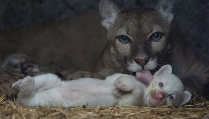 Đây là lần đầu tiên một con báo sư tử bạch tạng được sinh ra trong môi trường nuôi nhốt tại Nicaragua. Con báo sư tử con này đã được một tháng tuổi, hiện khỏe mạnh và ăn uống tốt.