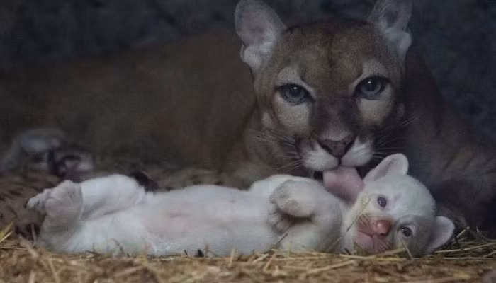 Đây là lần đầu tiên một con báo sư tử bạch tạng được sinh ra trong môi trường nuôi nhốt tại Nicaragua. Con báo sư tử con này đã được một tháng tuổi, hiện khỏe mạnh và ăn uống tốt.