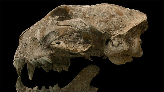 Mộ chôn một phụ nữ trẻ ngồi bắt chéo chân, bao quanh bởi nhiều con vật bao gồm cả con báo sư tử.