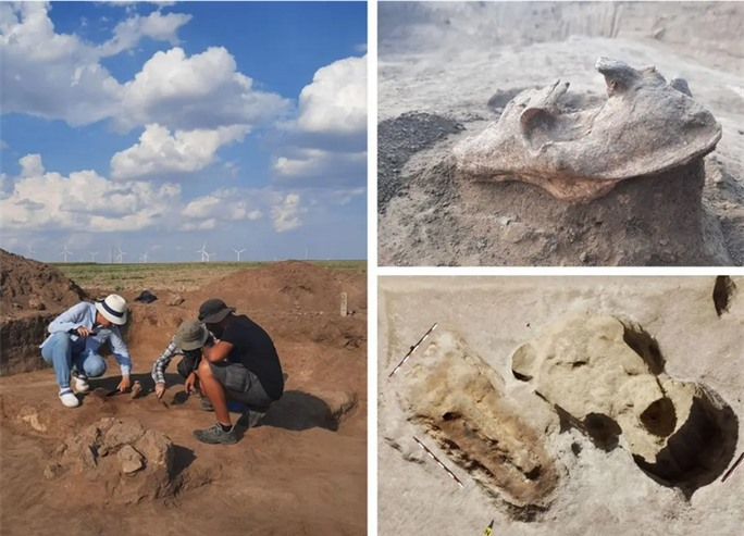 Ngôi mộ cổ 2.000 năm tuổi tại vùng Dobruja của Romania gây ấn tượng với đường kính 75 m. Người ta phát hiện một hộp sọ "quái thú" đặt ở vị trí quan trọng trên đống đá. Quái thú đó chính là con sói.