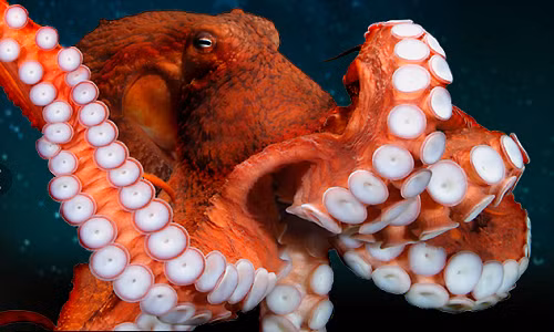 Bạch tuộc khổng lồ sống ở các vùng nước ôn đới của Thái Bình Dương.