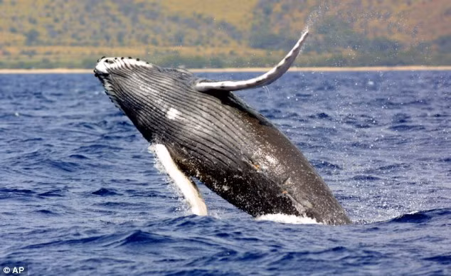 3. Cá voi vây (cá voi lưng xám) là một trong những động vật biển lớn nhất thế giới với chiều dài lên đến 25-27 mét và cân nặng tối đa khoảng 73 tấn.