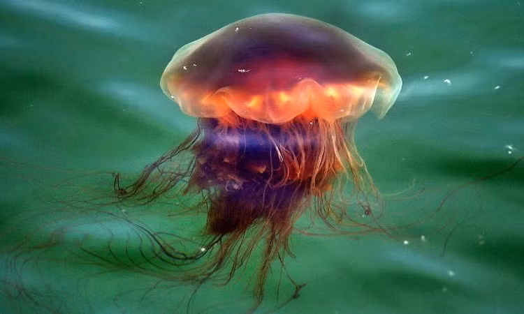 2. Sứa bờm sư tử là loài sứa lớn nhất, có đường kính cơ thể lên đến 2 mét và chiều dài của xúc tu có thể tới 15 mét.