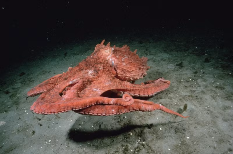 5. Bạch tuộc khổng lồ Thái Bình Dương có kích thước lớn và sống lâu hơn nhiều loài bạch tuộc khác. Là một trong những động vật biển lớn nhất thế giới, loài bạch tuộc khổng lồ này có thể dài đến 9,1 mét và nặng 272 kg.