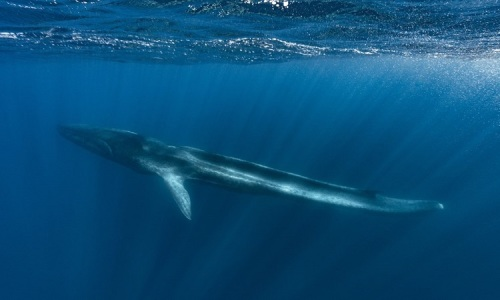 Chúng có thể lọc thức ăn từ nước biển bằng tấm sừng hàm.