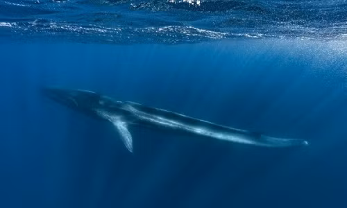 Chúng có thể lọc thức ăn từ nước biển bằng tấm sừng hàm.