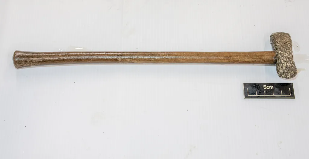 Sau khi khám phá, chiếc quan tài và rìu đã được vận chuyển đến Ủy ban Khảo cổ học York để tiến hành quá trình bảo tồn kéo dài 2 năm.