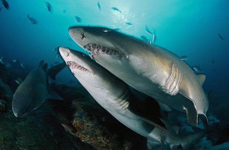 4. Cá mập hổ cát: Loài cá mập máu lạnh, động vật tàn nhẫn, có hàm răng sắc nhọn và tốc độ bơi đáng kinh ngạc. Cá mập hổ cát sống ở vùng nước nông ven biển và thường ăn thịt các con cá mập khác, bao gồm cả con cá mẹ và con non trong bụng cá mẹ.