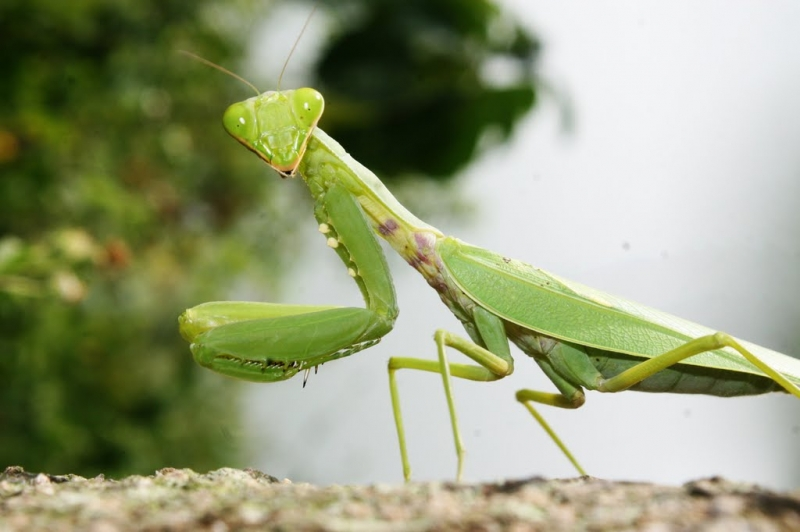 3. Bọ ngựa: Loài côn trùng có thể bắt mồi và chiến đấu với đối thủ nhờ cặp chân trước có dạng lưỡi kiếm. Bọ ngựa ăn thịt các loài côn trùng nhỏ khác và thậm chí ăn thịt bạn tình của chúng trong quá trình giao phối.