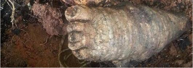 Một nhóm cảnh sát và một chuyên gia về thực vật đến hiện trường. Tuy nhiên, họ phát hiện rằng vật thể không phải là chân người mà thực chất là củ khoai mỡ tím. (Ảnh: Kknews)